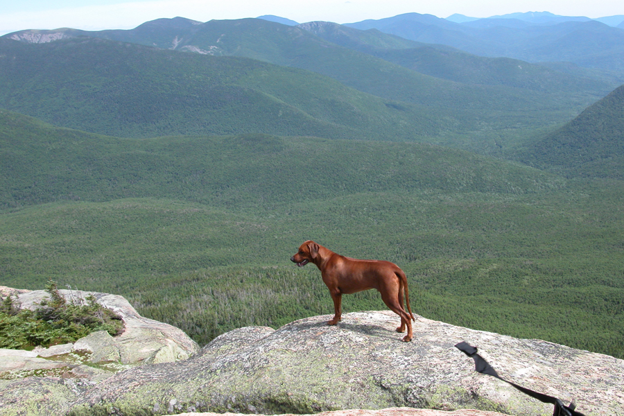 Mount Garfield, New Hampshire