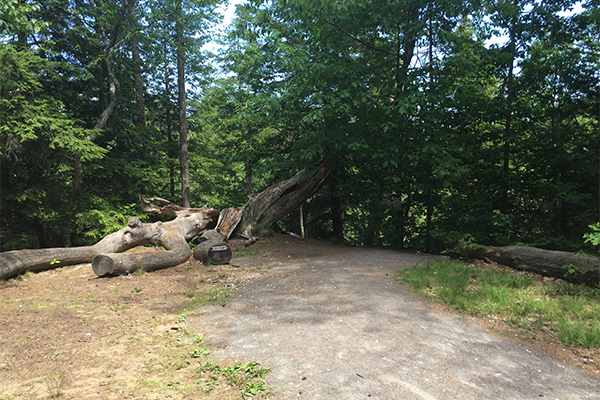 the trail to Cascade Falls (take a right after the large fallen tree and head downhill)