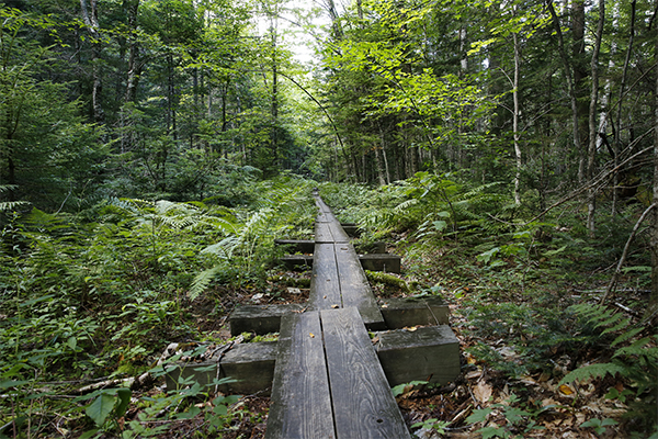 Basin Trail Cascades, New Hampshire