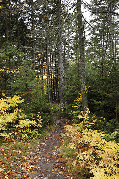 Crawford Connector Trail, New Hampshire