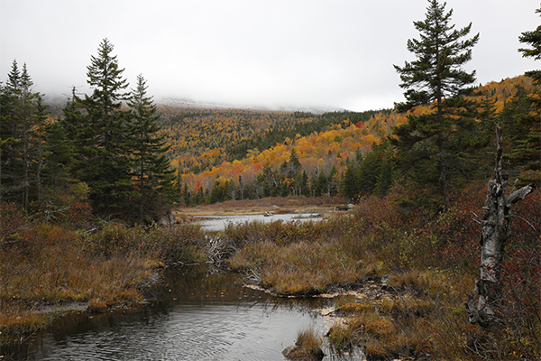 Zealand Pond, New Hampshire