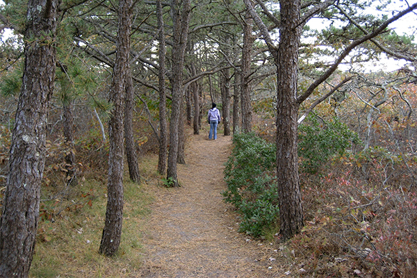 Atlantic White Cedar Swamp Trail