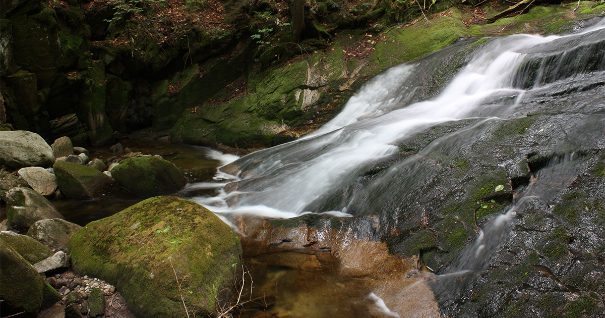 Michi Fall水草 Mossy Glen - New Hampshire